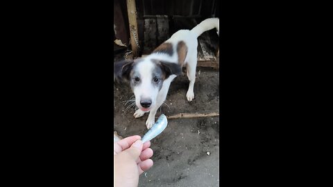 Mike Gave The Dogs Sardine Fish