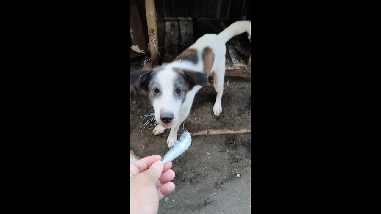 Mike Gave The Dogs Sardine Fish