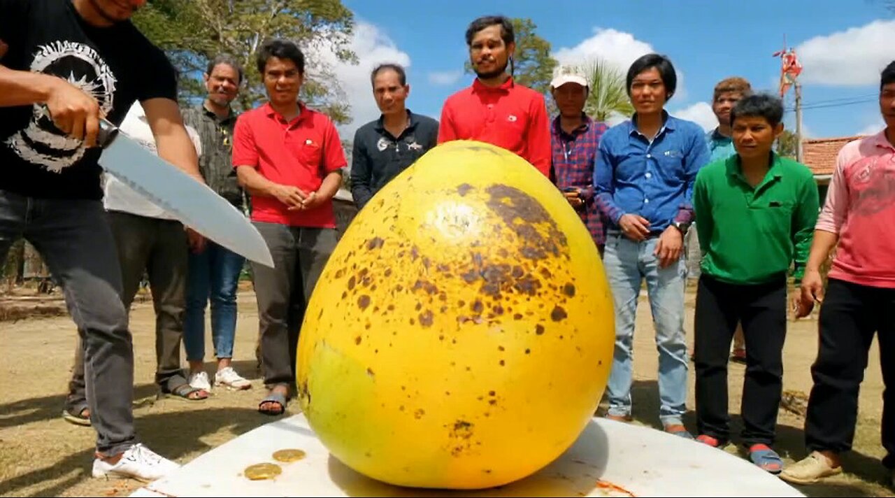 New Giant Mango Found in Asia!