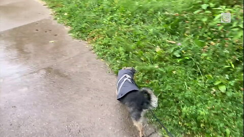 A wet August evening walk for Danny