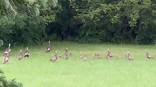 Large Group of Wild Turkeys