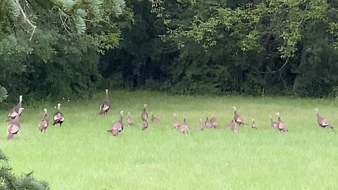 Large Group of Wild Turkeys