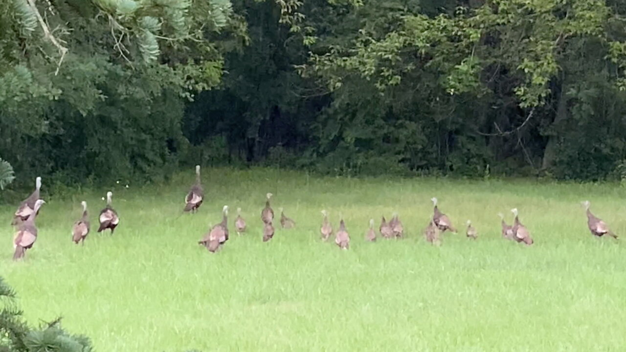 Large Group of Wild Turkeys