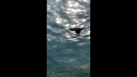 Two red-Eared Slider Turtles 🐢 #subscribe #shorts #viral #trending #redearedslider #turtles