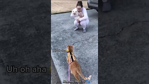 Funny animals 2024😂- Funniest Cats and Dogs Video😹🐶 #12