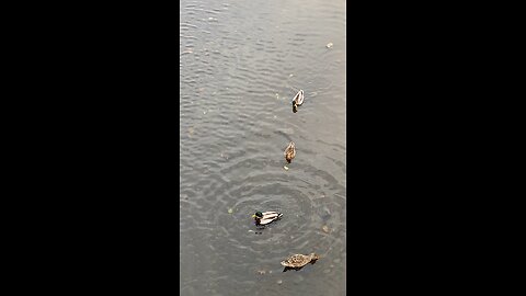 Mallard Ducks 🦆 #mallardducks #ducks #duck #followme #viral #trending #shorts