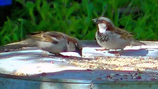 IECV NV #798 - House Sparrows Eating Seeds At The Feeder 4-4-2019