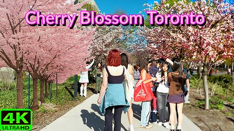 【4K】🌸 Cherry Blossom 🌸 Downtown Toronto Canada 🇨🇦