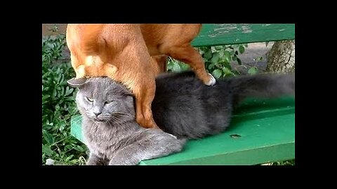 Best of FUNNY CATS - Ultimate TRY NOT TO LAUGH CHALLENGE