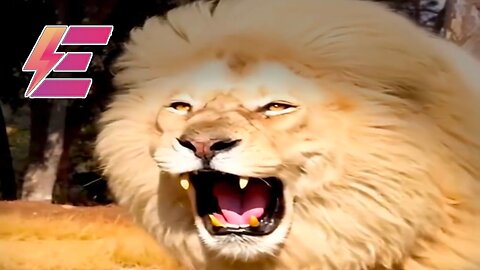 This golden lion is one of a kind