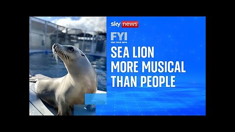 FYI: Sea lion more musical than people