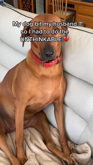 My dog bit my husband & I had to do the unthinkable