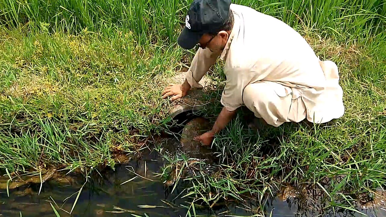 چاول کی فصل پر پانی لگانے کا دیہاتی منظر | Tube Well Farming