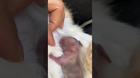 The mother rabbit gave birth to four bunnies and feeds them alone. Cute pet debut plan. Rabbit.