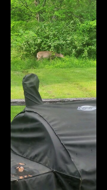 Deer Out Our Kitchen Window This Evening 05-01-2025