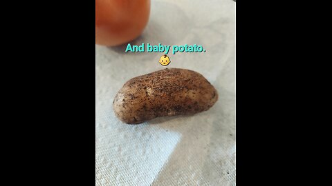 52 Sundays! Potatoes, Tomatoes, and Corn! Part I
