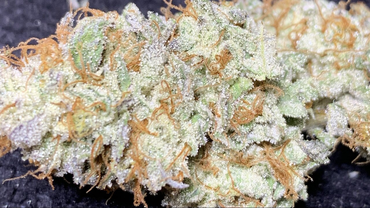 Hanging out dabbing, and talk smack doing cuttings/clones for those who don’t know