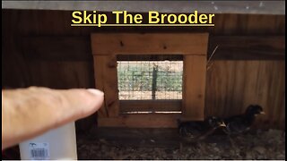 Skip The Brooder