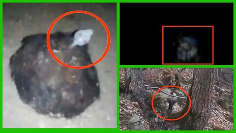 10 Mysterious Creatures caught on camera | Scary Videos Cryptid