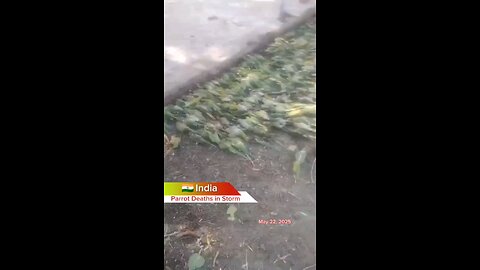 #India #Storm #SevereWeather #Jhansi #Parrots #Wildlife #weather #climate #anomaly #climatechange