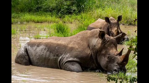 kruger national park south africa