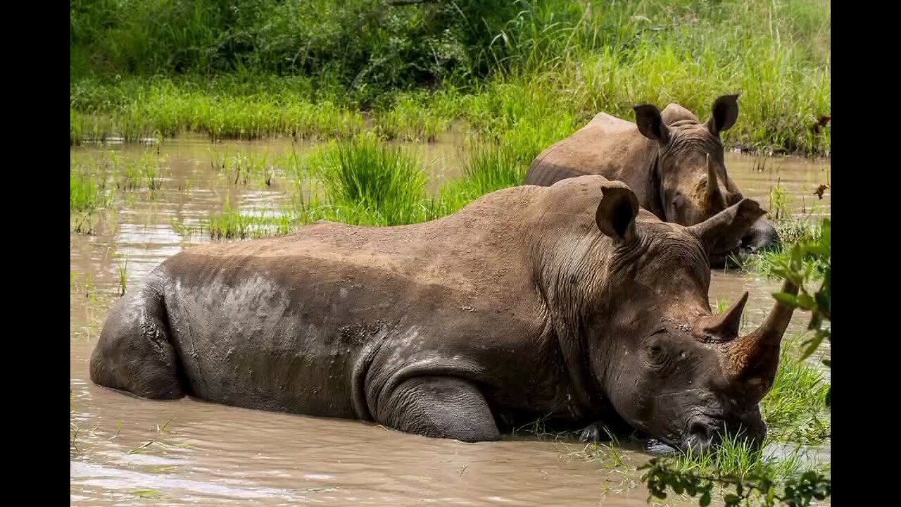 kruger national park south africa
