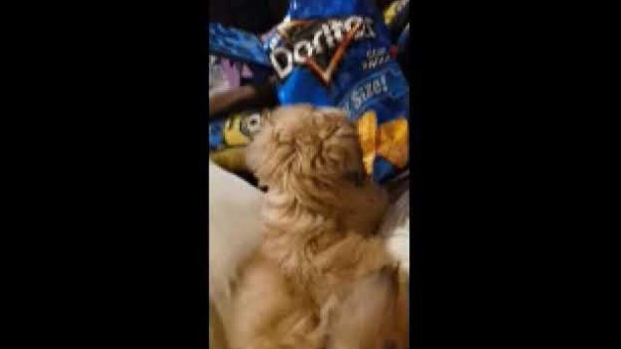 Jax vs Doritos!