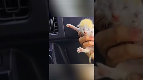 The cat brought all the kittens to a man while he was in shock