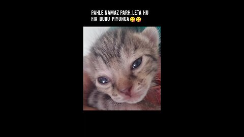 "Cute Kitten Prays, Then Drinks Milk!