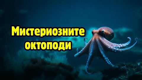Любопитно за октоподите - древни и мистериозни
