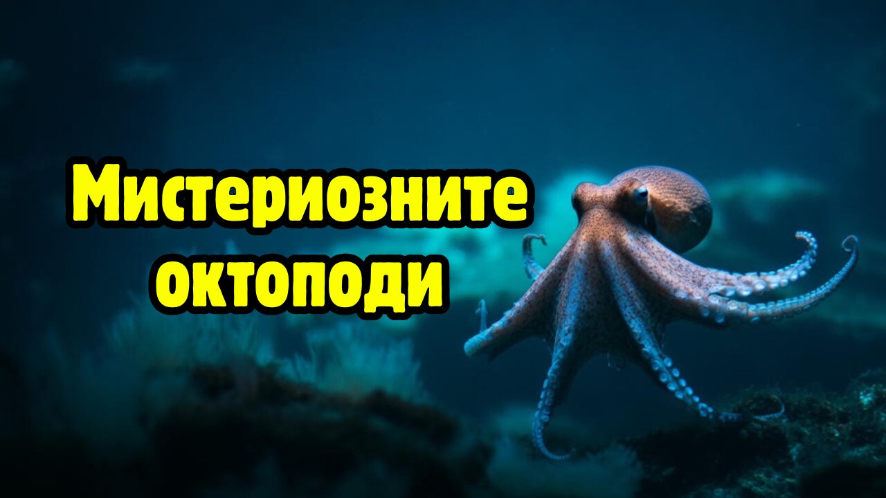 Любопитно за октоподите - древни и мистериозни