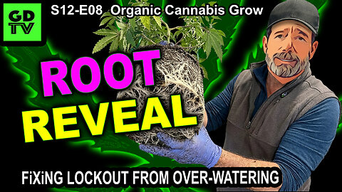 S12-E08 – Day 49 Of This Cannabis Grow – How To Fix Lockout From Over-Watering – Turning A Corner!!!