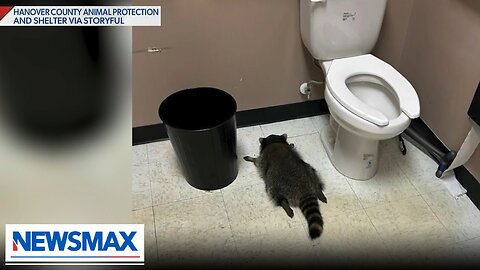 WATCH: Raccoon found drunk in Virginia liquor store