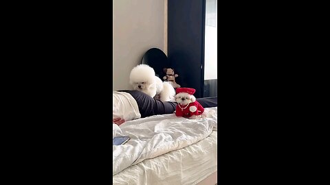 Massage Therapist Dog 😂😆 Do you need him for massage