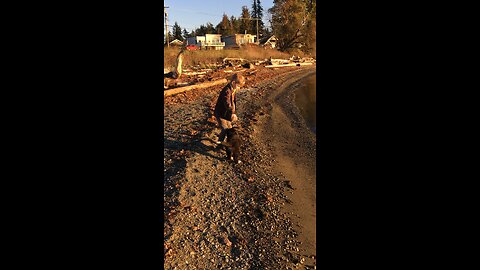 Benson the Bernese mountain dog playing as a puppy with his human at sunset