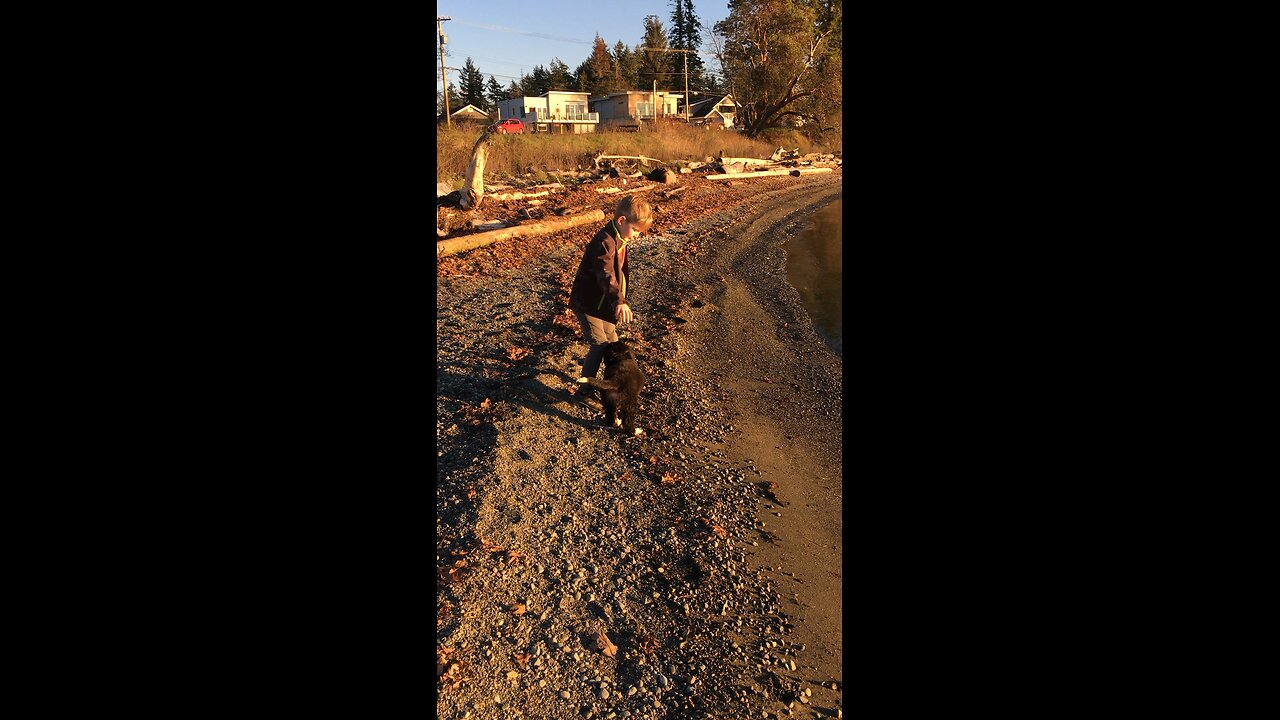 Benson the Bernese mountain dog playing as a puppy with his human at sunset