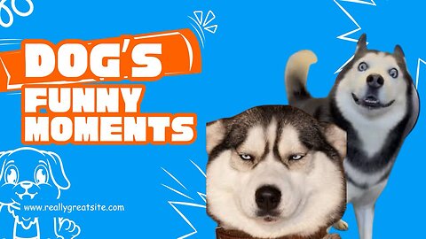 🔥SILLY HUSKY GONE MAD! 😂🐾 | Must-See Moments!