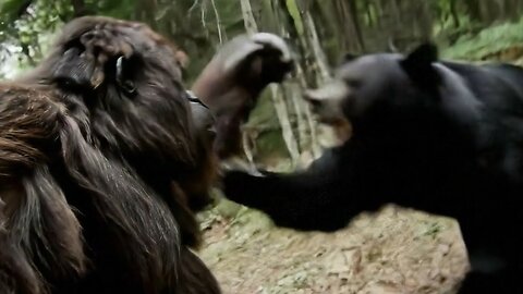 Bigfoot VLOG 3 - I GOT DRUNK AND FOUGHT A BEAR