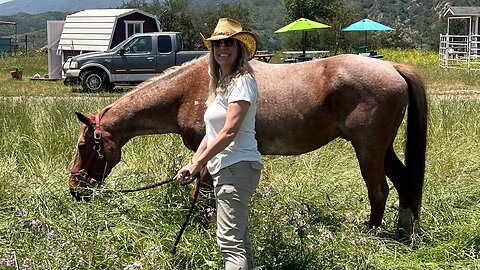Unlocking Your Intuition with Horses