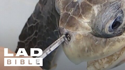 Trash Isles: Turtle Gets Plastic Straw Removed From Its Nose By Rescuers| @ladbiblestories