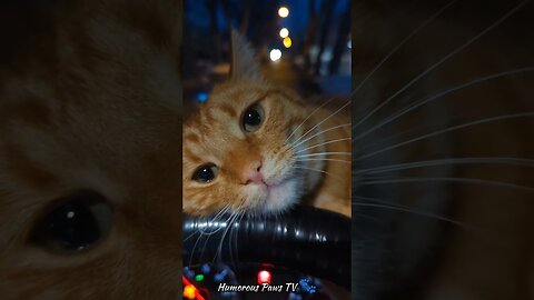 Funny pets😹🐾