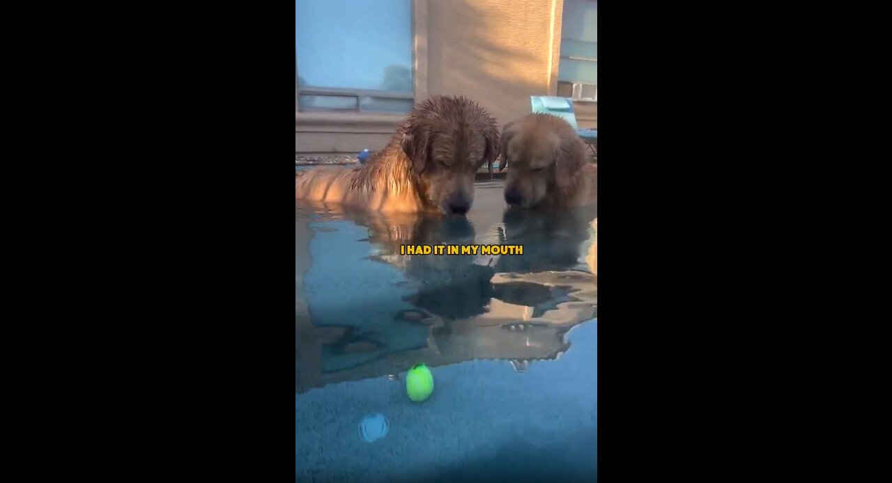 SCAVINO DOG COMMS 9:21 PM · Jun 28, 2025