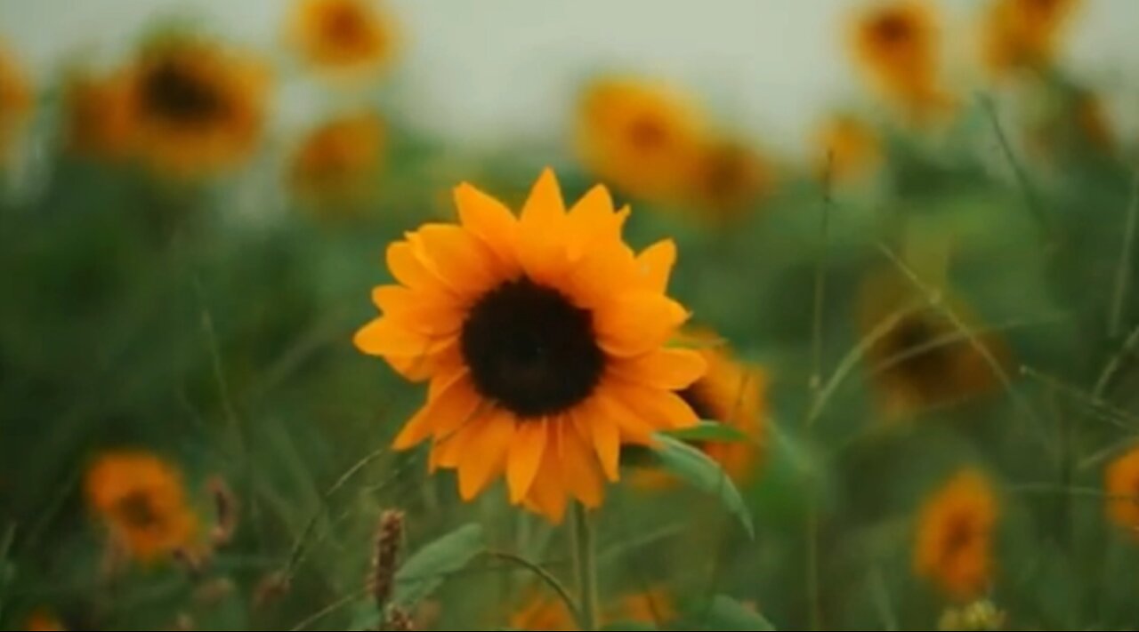 September - Earth Wind Fire