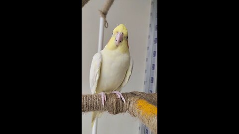 Cute Lutino Cockatiel