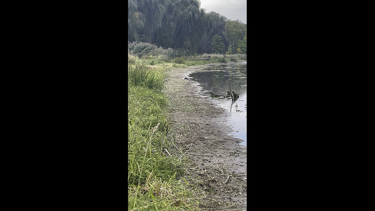 Mink out for a rip
