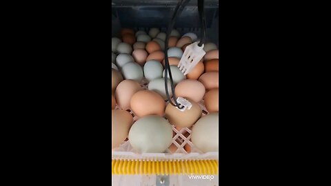 chicks