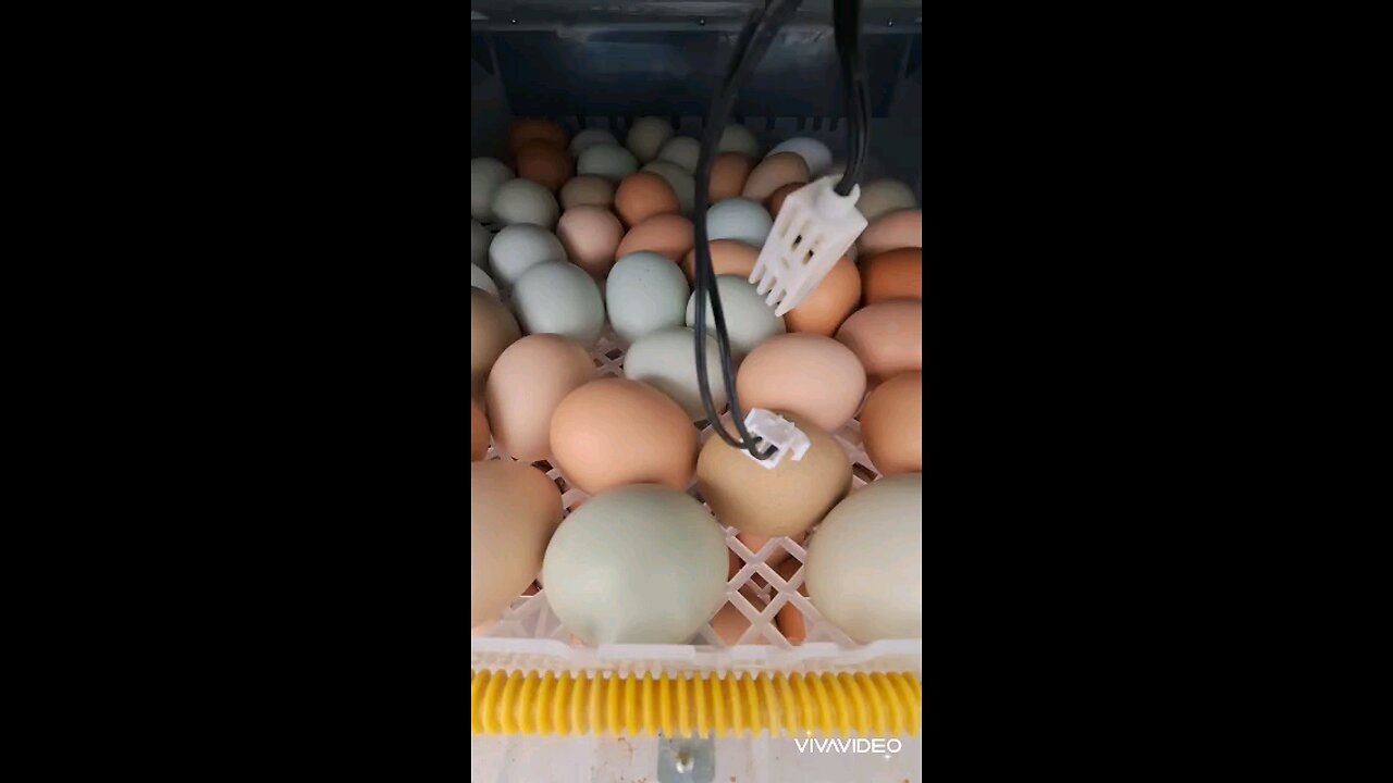 chicks