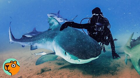 Shark Keeps Coming Back To This Man After 24 Years | Cuddle Buddies