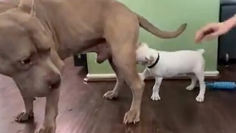New Funny Animals 😂 Funniest Cats and Dogs Videos 😺🐶 Part 166