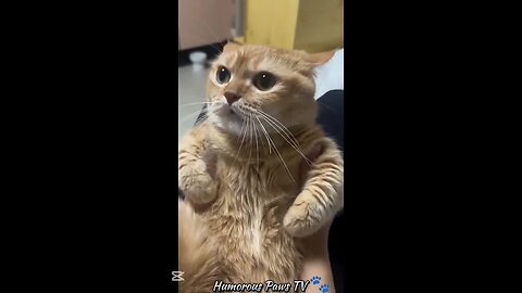 Pets Who Forgot They’re Not Human!